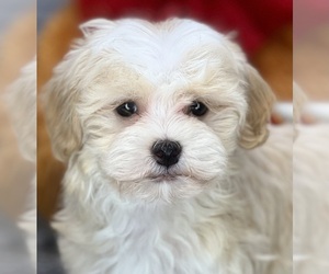 Havanese Puppy for sale in LOUDONVILLE, OH, USA