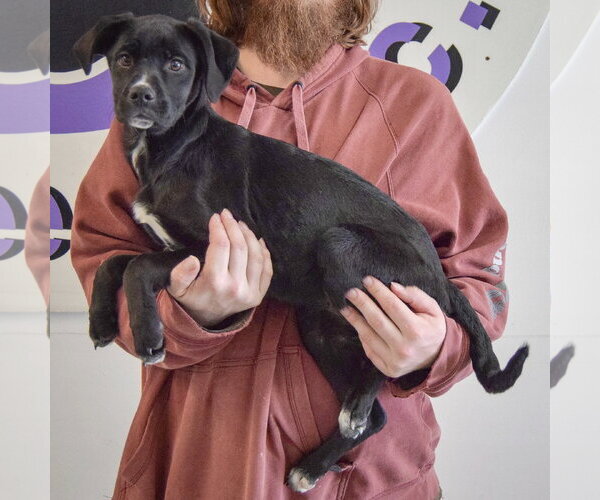 Medium Photo #3 German Shepherd Dog-Unknown Mix Puppy For Sale in Huntley, IL, USA