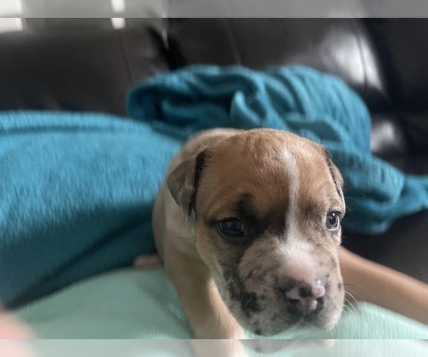 Medium Photo #170 American Bully Puppy For Sale in REESEVILLE, WI, USA