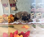 Puppy Oscar Mastiff