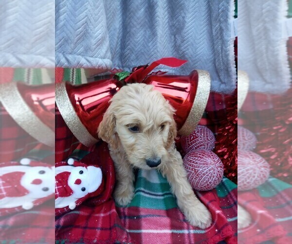 Medium Photo #3 Goldendoodle Puppy For Sale in GREENVILLE, SC, USA