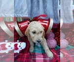 Small Photo #3 Goldendoodle Puppy For Sale in GREENVILLE, SC, USA