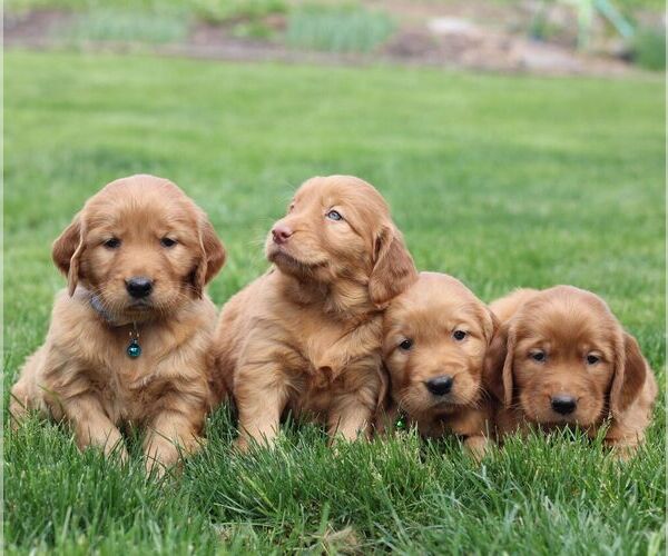 Medium Photo #2 Golden Irish Puppy For Sale in BLAIN, PA, USA