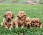 Small #1 Golden Irish