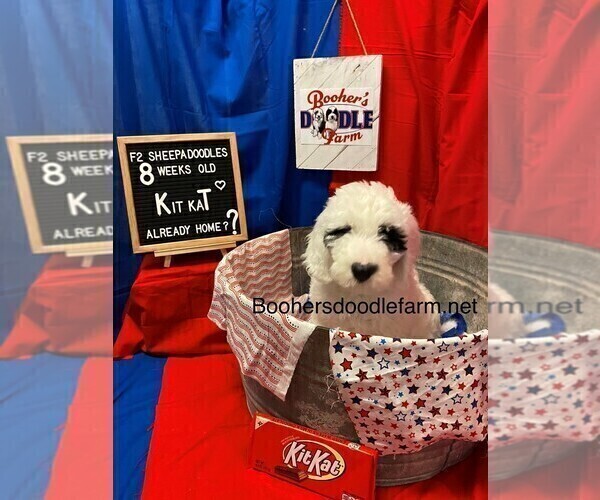 Medium Photo #9 Sheepadoodle Puppy For Sale in BELLEFONTE, PA, USA