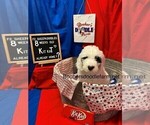 Small Photo #9 Sheepadoodle Puppy For Sale in BELLEFONTE, PA, USA