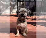 Small #2 Shih Tzu Mix