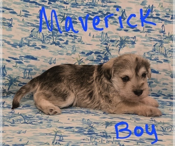 Medium Photo #9 Chizer Puppy For Sale in MONTEZUMA, GA, USA