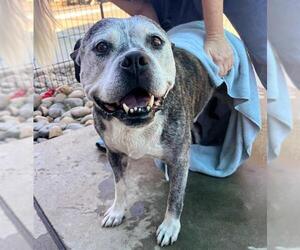 Medium American Pit Bull Terrier
