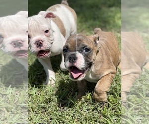 English Bulldog Puppy for sale in LEHIGH ACRES, FL, USA