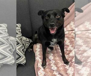 Mutt Dogs for adoption in Peoria, IL, USA