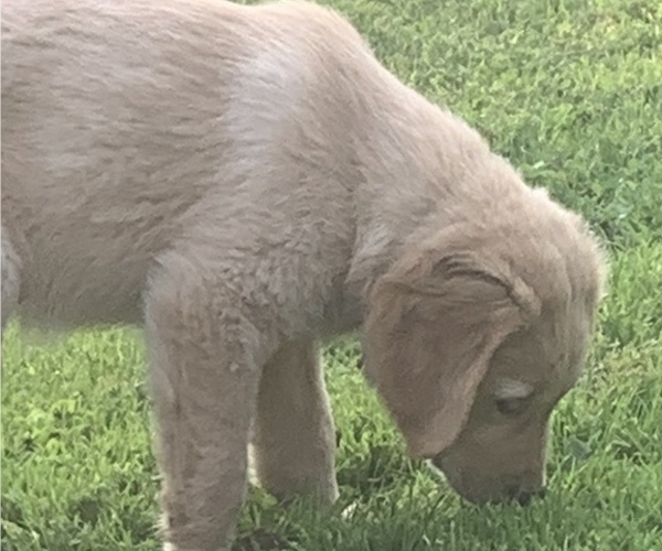 Medium Photo #3 Golden Retriever Puppy For Sale in FINLAYSON, MN, USA