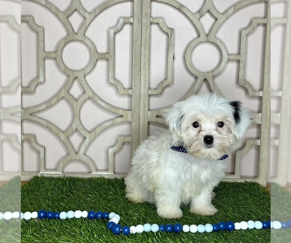 Medium Photo #2 Shorkie Tzu Puppy For Sale in MORRIS CHAPEL, TN, USA