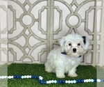 Small Photo #2 Shorkie Tzu Puppy For Sale in MORRIS CHAPEL, TN, USA