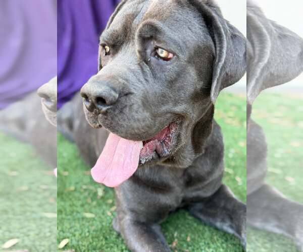 Medium Photo #4 Mutt Puppy For Sale in Goodyear, AZ, USA