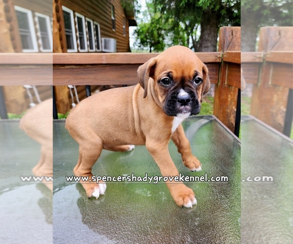 Medium Photo #4 Boxer Puppy For Sale in CABOOL, MO, USA