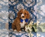 Small Photo #7 Cavapoo Puppy For Sale in OXFORD, PA, USA