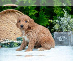 Small Photo #20 Cavapoo Puppy For Sale in KIRKWOOD, PA, USA