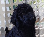 Small Photo #3 Poodle (Standard) Puppy For Sale in WIMAUMA, FL, USA