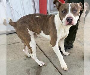 Mutt Dogs for adoption in Bakersfield, CA, USA