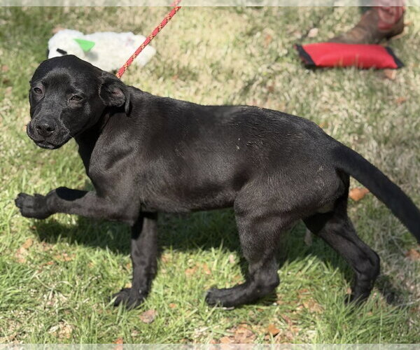Medium Photo #2 Labrador Retriever-Unknown Mix Puppy For Sale in Yardley, PA, USA