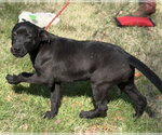 Small #1 Labrador Retriever Mix