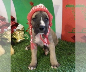 Great Dane Puppy for Sale in BANGOR, Wisconsin USA