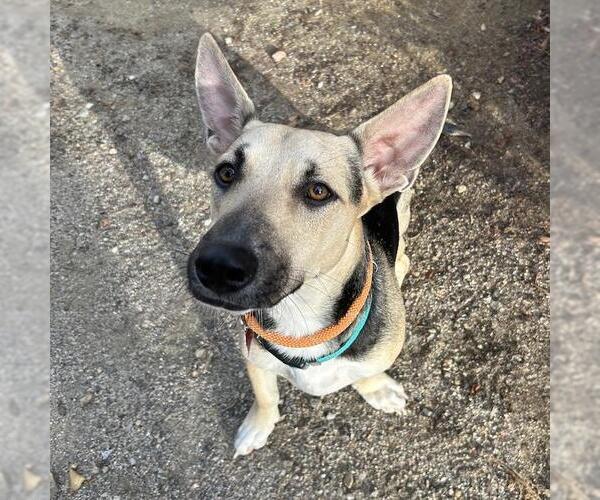 Medium Photo #2 Basset Hound-German Shepherd Dog Mix Puppy For Sale in San Diego, CA, USA