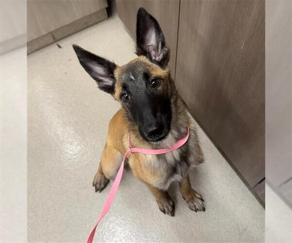 Medium Photo #1 Mutt Puppy For Sale in Baytown, TX, USA