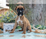 Image preview for Ad Listing. Nickname: Litter of 5