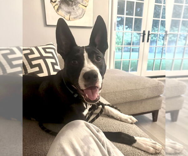 Medium Photo #10 Labrador Retriever-Unknown Mix Puppy For Sale in San Juan Capistrano, CA, USA