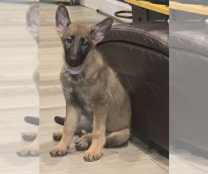 Medium German Shepherd Dog