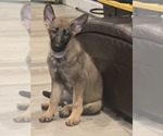 Puppy Puppy 1 German Shepherd Dog