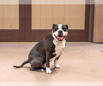 Small #14 American Bulldog-American Staffordshire Terrier Mix