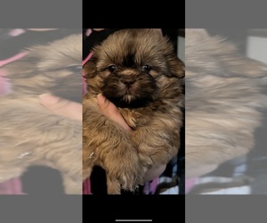 Shih Tzu Puppy for sale in QUINCY, MA, USA