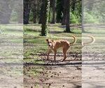 Small #12 Labrador Retriever-Rhodesian Ridgeback Mix