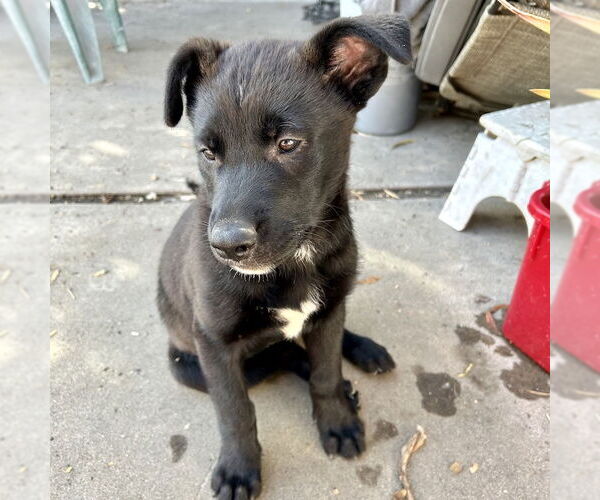 Medium Photo #3 Labrador Retriever-Unknown Mix Puppy For Sale in San Juan Capistrano, CA, USA
