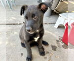 Small #2 Labrador Retriever Mix