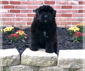 Bouvier Des Flandres Puppy for sale in BARGERSVILLE, IN, USA