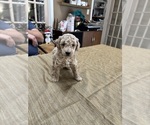 Small Photo #40 Poodle (Miniature) Puppy For Sale in EAST AMHERST, NY, USA