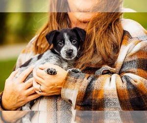 Australian Cattle Dog Puppy for sale in HARRISON, MI, USA