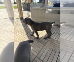 Small Photo #35 Cane Corso Puppy For Sale in STUART, IA, USA
