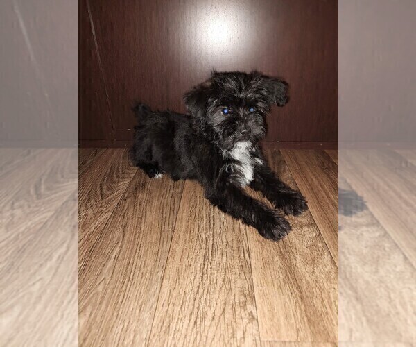 Medium Photo #5 YorkiePoo Puppy For Sale in LAPEER, MI, USA