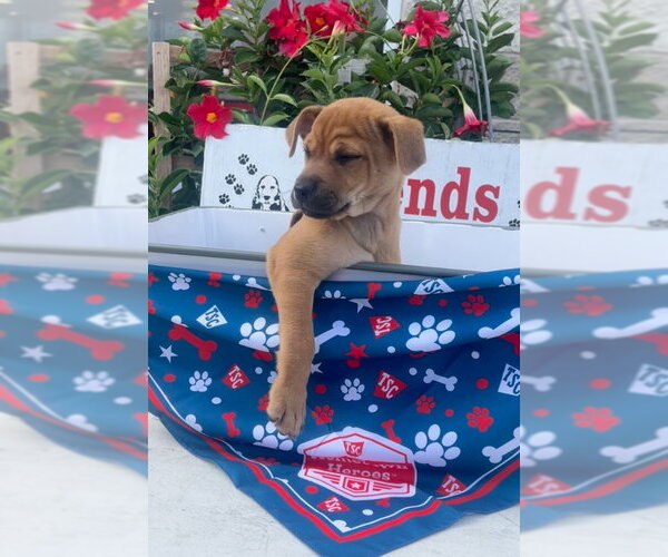 Medium Photo #2 Chihuahua-Unknown Mix Puppy For Sale in Rocky Mount, NC, USA
