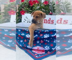 Small #1 Chihuahua Mix