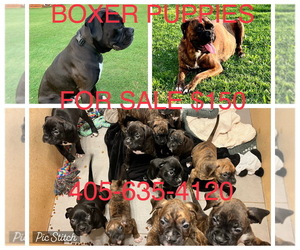 Boxer Puppy for sale in EDMOND, OK, USA