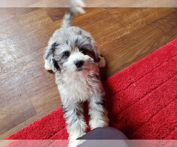 Medium Photo #8 Bernedoodle-Poodle (Toy) Mix Puppy For Sale in BLACK FOREST, CO, USA