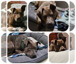 Small #5 American Pit Bull Terrier