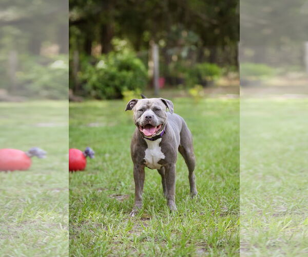 Medium Photo #10 Mutt Puppy For Sale in  Gainesville, FL, USA