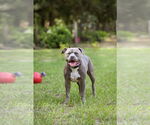 Small #9 Mutt